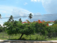 Flamboyan in bloom.JPG